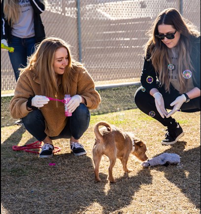 LAVIDGE IMPACT Gives Shelter Dogs (and a Cat) a Break